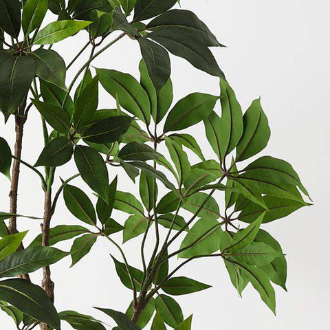 Pachira Aquatica Tree