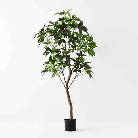 Pachira Aquatica Tree